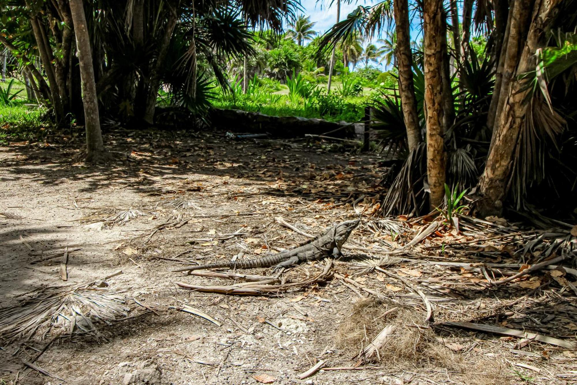 Studio @ Mestiza, 307B Tulum Esterno foto